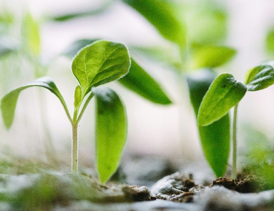 Flora - Напрямки діяльності - 3 Flora - Напрямки діяльності - Зображення - 3